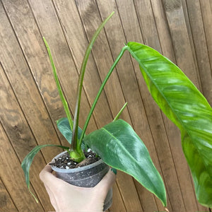 Philodendron patriciae 1.