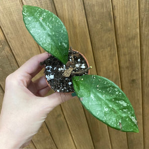 Hoya rundumensis "Splash"