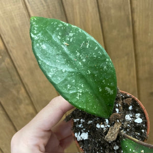 Hoya rundumensis "Splash"