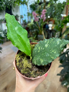 Hoya undulata splash 8.