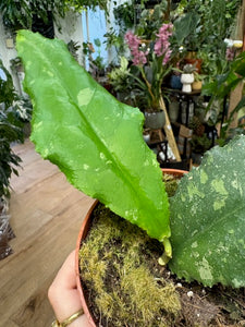 Hoya undulata splash 8.