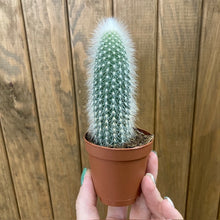 Kép betöltése a galériamegjelenítőbe: Cleistocactus strausii - The Silver Torch
