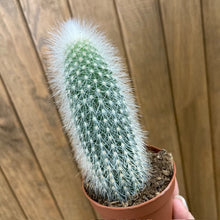 Kép betöltése a galériamegjelenítőbe: Cleistocactus strausii - The Silver Torch
