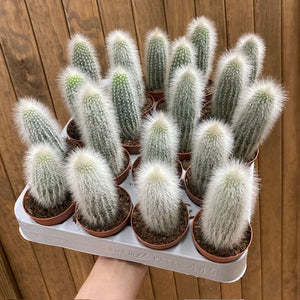 Cleistocactus strausii - The Silver Torch