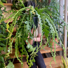 Kép betöltése a galériamegjelenítőbe: Epiphyllum anguliger - Karéjos kaktusz - Fishbone cactus - Tropical Home 
