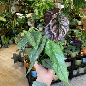 Alocasia trio