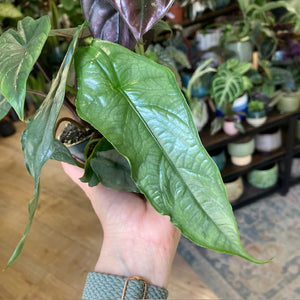 Alocasia trio