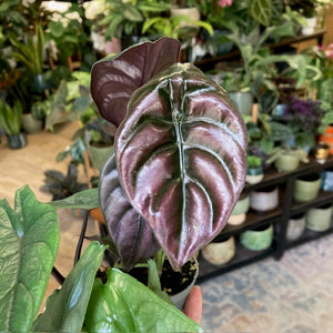 Alocasia trio