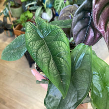 Kép betöltése a galériamegjelenítőbe: Alocasia trio
