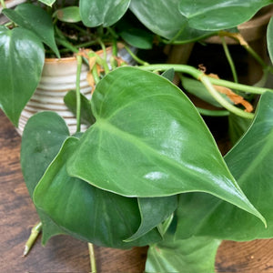 "Fresh green vibe" - Futó philodendron csomag kezdőknek