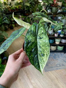 Alocasia "Dragon scale mint" 5.