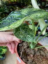 Kép betöltése a galériamegjelenítőbe: Alocasia &quot;Dragon scale mint&quot; 5.
