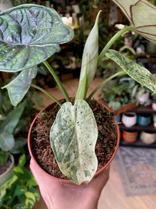 Alocasia "Dragon scale mint" 6.