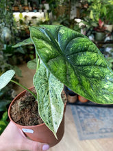 Kép betöltése a galériamegjelenítőbe: Alocasia &quot;Dragon scale mint&quot; 6.
