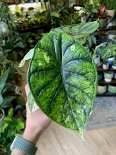 Kép betöltése a galériamegjelenítőbe: Alocasia &quot;Dragon scale mint&quot; 6.
