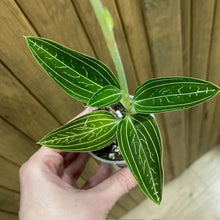 Kép betöltése a galériamegjelenítőbe: Ludisia discolor &quot;Alba&quot; - Ékszerorchidea - Jewel orchid - Tropical Home 
