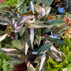 Philodendron "Red Anderson" variegata