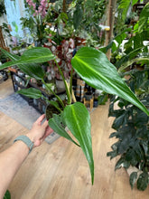 Kép betöltése a galériamegjelenítőbe: Monstera burle-marx &quot;Flame&quot; 12cm
