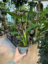 Kép betöltése a galériamegjelenítőbe: Monstera burle-marx &quot;Flame&quot; 12cm
