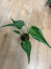 Kép betöltése a galériamegjelenítőbe: Monstera burle-marx &quot;Flame&quot; 12cm
