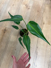 Kép betöltése a galériamegjelenítőbe: Monstera burle-marx &quot;Flame&quot; 12cm
