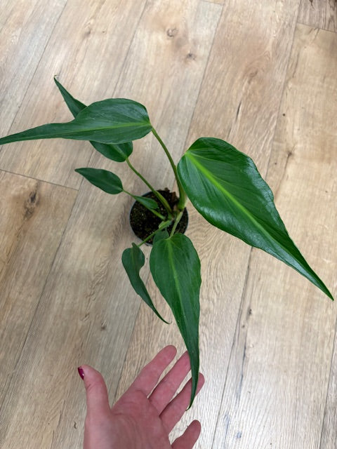 Monstera burle-marx 