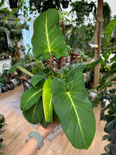 Kép betöltése a galériamegjelenítőbe: Adelonema crinipes - Tropical Home 
