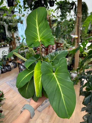 Adelonema crinipes - Tropical Home 