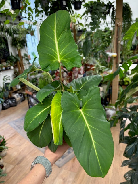 Adelonema crinipes - Tropical Home 