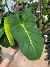 Kép betöltése a galériamegjelenítőbe: Adelonema crinipes - Tropical Home 
