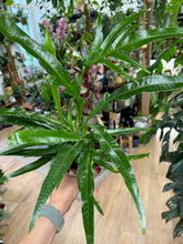 Kép betöltése a galériamegjelenítőbe: Aglaomorpha coronans - Snake leaf fern
