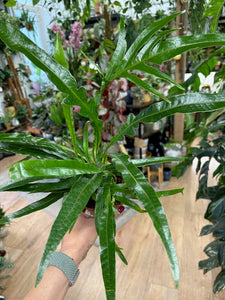 Aglaomorpha coronans - Snake leaf fern