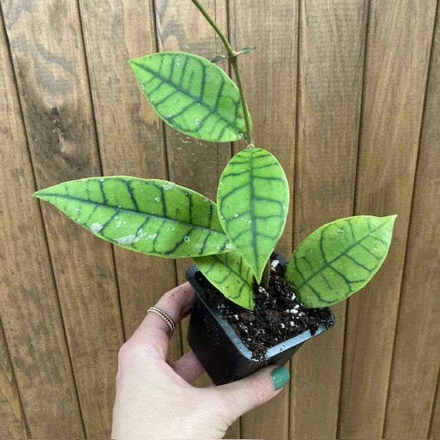 Hoya callistophylla