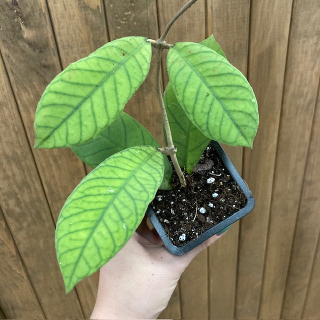 Hoya sp. Sabah