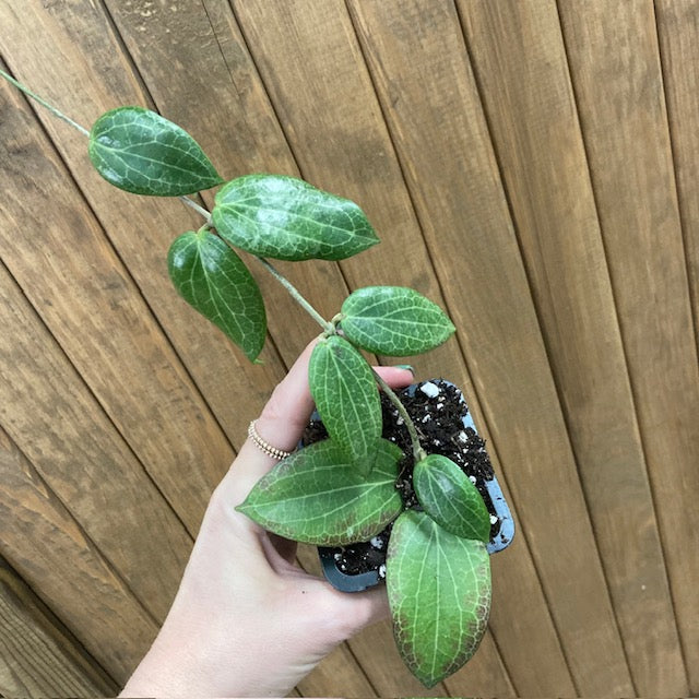 Hoya fitchii