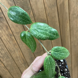 Hoya fitchii