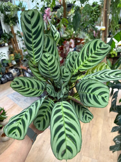 Ctenanthe burle-marxii 