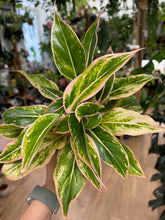 Kép betöltése a galériamegjelenítőbe: Aglaonema &quot;Lipstick pink&quot; - Rákvirág - Chinese Evergreen
