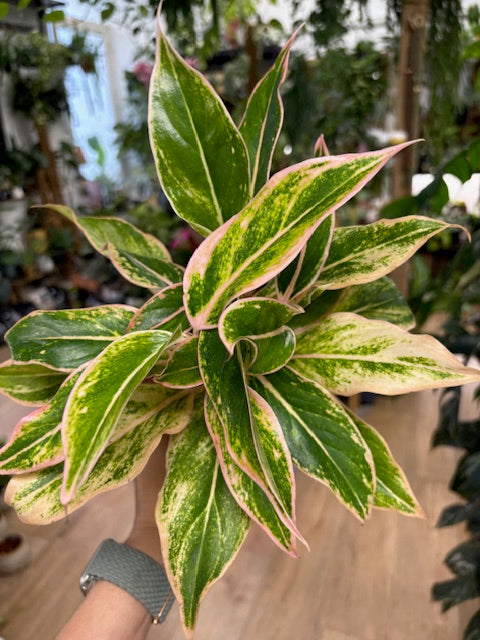 Aglaonema 