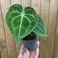 Kép betöltése a galériamegjelenítőbe: Anthurium clarinervium mini
