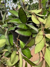 Kép betöltése a galériamegjelenítőbe: Hoya rosita - Viaszvirág - akasztós cserépben - Tropical Home 
