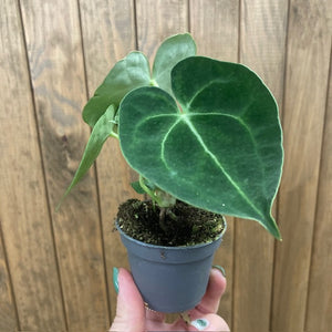 Anthurium clarinervium mini