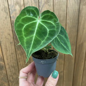 Anthurium clarinervium mini