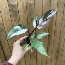 Kép betöltése a galériamegjelenítőbe: Philodendron &quot;Red Anderson&quot; variegata
