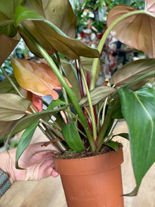 Philodendron "Summer glory" - Tropical Home 