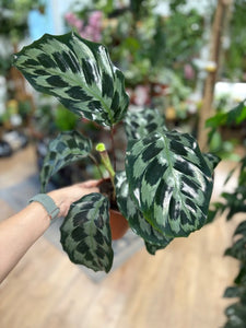 Calathea "Kennedy"