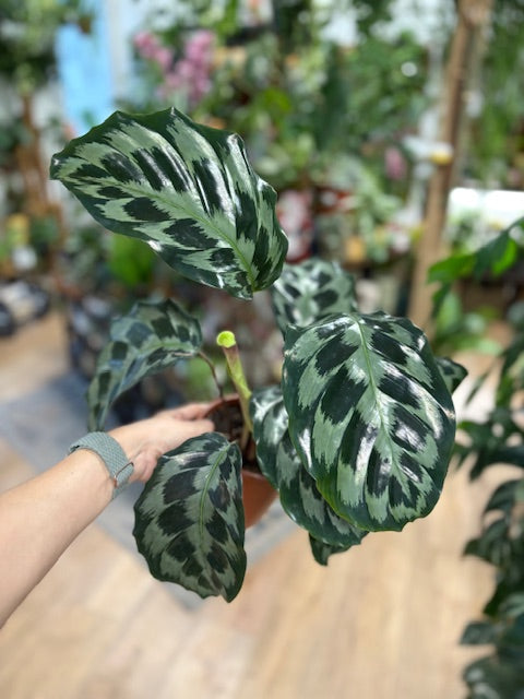 Calathea 