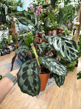 Kép betöltése a galériamegjelenítőbe: Calathea &quot;Kennedy&quot;
