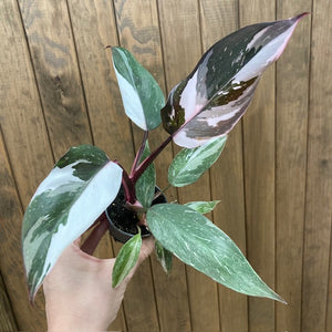 Philodendron "Red Anderson" variegata