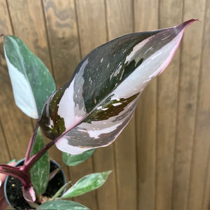 Philodendron "Red Anderson" variegata